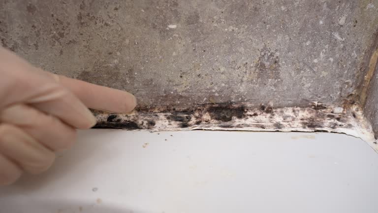 Best Mold-Related Health Consultation  in Samoset, FL