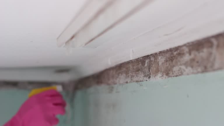 Best Industrial Mold Remediation  in Samoset, FL